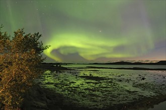 Northern Lights (aurora borealis), fjord at low tide, Offersöy, FV 17, Kystriksveien, Nordland,