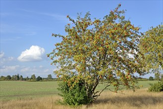 Heath landscape, typical vegetation, european rowan (Sorbus aucuparia) with red fruits at the edge