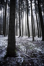 A dense forest with a thin layer of snow and tall trees, Unterhaugstett, Black Forest, Germany,