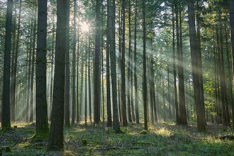 Sunbeams, coniferous forest, fog, haze, morning, beeches, Odenwald, Baden-Württemberg, Germany,