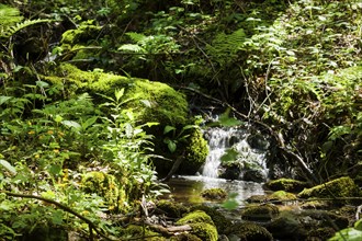 The Tharandt Forest, formerly known as the Grillenburg Forest, is a landscape in the centre of