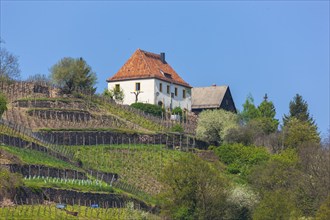 Elbe at the Boselspitze