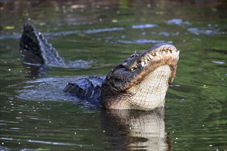 American alligator (Alligator mississippiensis), male, Florida, USA, North America