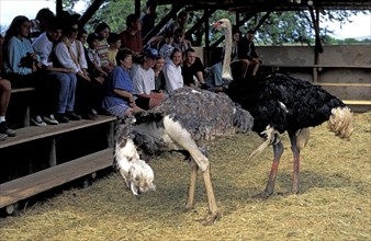 Tourists looking at South African Ostriches (Struthio camelus australis), Demonstration, Ostrich