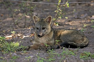 Crab-eating fox (Cerdocyon thous), crab-eating fox (Dusicyon thous), Brazil, South America