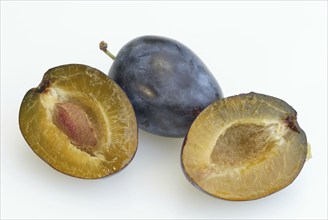 Plums (Prunus domestica), fruit, fruit, crop, cut out, object, indoor, studio, landscape,