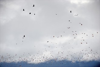 Megabats, flying fox (Pteropodidae), bat, fauna, swarm over Cairns, Queensland, Australia, Oceania