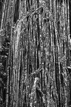 Black and white, strangler fig (Ficus virens), tropical tree, tree, rainforest, jungle, Atherton