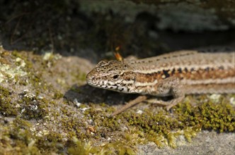 Common wall lizard (Podarcis muralis), North Rhine-Westphalia (Lacerta muralis), wall lizard,