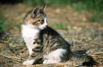 Domestic cat, kitten, lateral