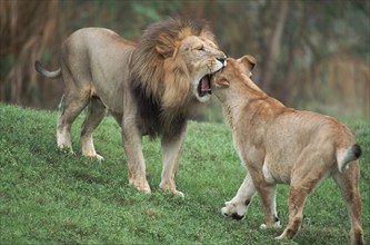 Lions (Panthera leo), pair