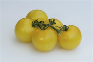 Yellow Tomatoes (Solanum lycopersicum), vegetable, Solanaceae, landscape format, horizontal, crop,