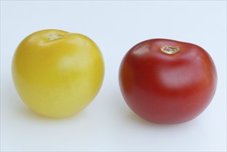 Yellow and red tomatoes (Solanum lycopersicum), Red and yellow tomatoes, Vegetables, Solanaceae,