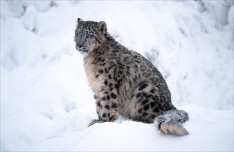 Snow Leopard (Panthera unica) (Unica unica), Schneeleopard, seitlich, side, Schnee