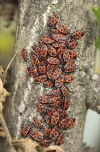 Firebugs (Pyrrhocoris apterus), Germany, Europe