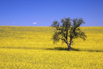 Tree in a yellow flowering rapeseed (Brassica napus) field, rapeseed, blue sky, Germany, Europe