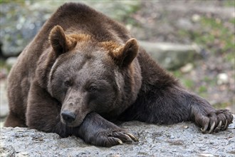 Brown bear (Ursus arctos), captive, Bad Mergentheim Wildlife Park, Baden-Württemberg, Germany,