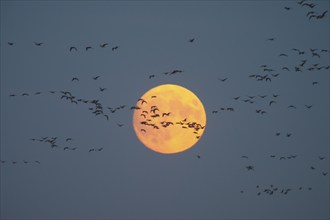 Greylag Goose (Anser anser) l, autumn bird migration, flock of geese in front of ember moon,