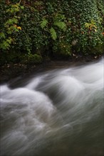 Mountain stream, Zellerache flows over moss-covered stones through the Helenental, Mondsee,