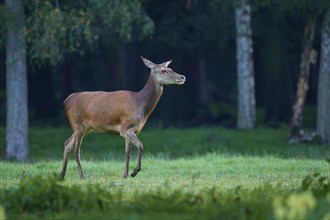 Red deer (Cervus elaphus), small animal running in a forest clearing during the rutting season,