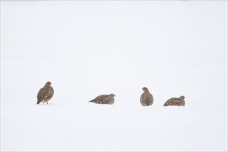 Grey or English partridge (Perdix perdix) four adult birds on a snow covered farmland field in