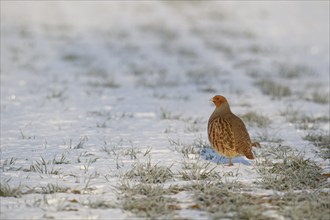 Grey or English partridge (Perdix perdix) adult bird on a snow covered farmland field in winter,