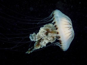 Compass jellyfish (Chrysaora hysoscella), dive site Renvyle, Co. Galway, Irish Sea, North Atlantic,