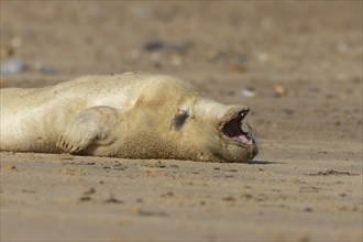 Common or Harbor seal (Phoca vitulina) juvenile baby pup yawning on a coastal sandy beach, Norfolk,