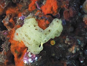 Flesh sponge (Oscarella), marine sponge, dive site marine protected area Cap de Creus, Rosas, Costa