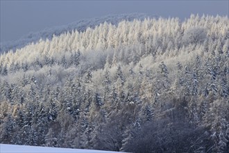 Winter landscape, Saxony, Upper Lusatia, Germany, Europe