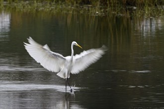 Great egret (Ardea alba) fishing, fishing, motion blur, Hesse, Germany, Europe