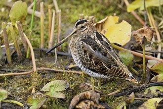 Common snipe (Gallinago gallinago), Switzerland, Europe