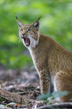 Eurasian lynx (Lynx lynx), Germany, Europe