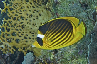 Diagonal butterflyfish (Chaetodon fasciatus), Dive site Small Gifton Reef, Hurghada, Egypt, Red