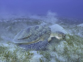 Green turtle (Chelonia mydas) with ship keeper (Remora remora), eating sea grass, stirring up sand,