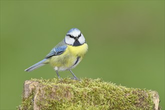 Blue tit (Parus caeruleus), sitting on a moss-covered tree stump, looking into the camera, Wilden,