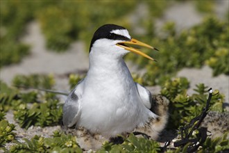 Little Tern (Sternula albifrons), adult bird hooting chicks, jumper being hooted, Lower Saxon