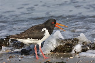 Eurasian oystercatcher (Haematopus ostralegus), excited adult bird in the surf, Lower Saxony Wadden