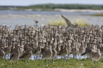 Eurasian curlew (Numenius arquata), resting troop on the mudflats during autumn migration off the