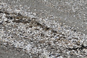 Little Ringed Plover (Charadrius hiaticula), juvenile on the beach looking for food, well hidden