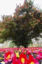 Camellia in Pillnitz Palace Park