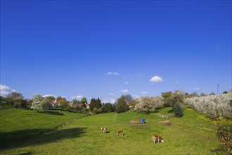 Blossoming apple orchards, cows in a pasture