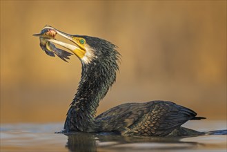 Great cormorant (Phalacrocorax carbo) with catfish as prey, hunting, fishing, making prey, sunrise,