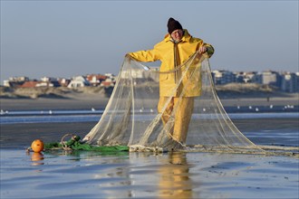 Horse fisher spreads his net, catching Brown shrimp (Crangon crangon), Koksijde, North Sea coast,