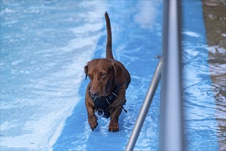 Dachshund running along the edge of an outdoor pool, Magdeburg, Saxony-Anhalt, Germany, Europe