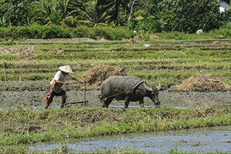 Rice farmer cultivates tilled rice field with plough is pulled by water buffalo (Bubalus arnee),