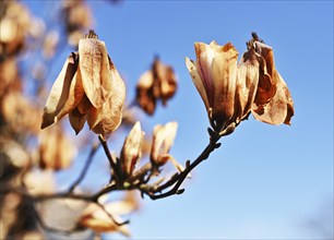 Frost damage to magnolia, Germany, Europe