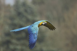 Blue and yellow macaw (Ara ararauna) in flight, macaw, macaw, Psittacidae, parrots