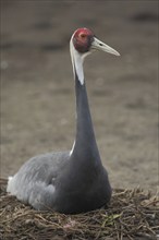 White-naped Crane (Grus vipio), nest, perch, breed, crane birds, cranes (Gruidae), crane,