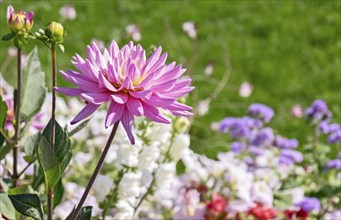 Dahlias (Dahlia), Rhineland-Palatinate, Germany, Europe